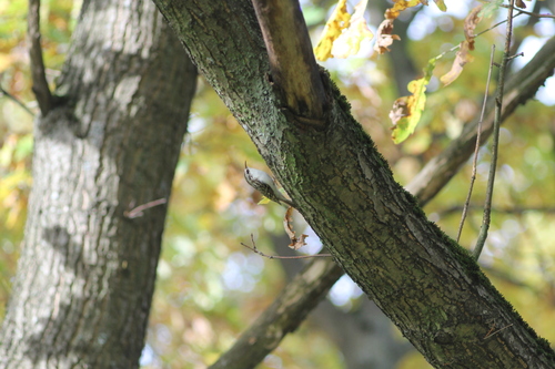 Eurasian Treecreeper