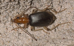 Brachinus adustipennis