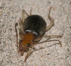 Brachinus adustipennis