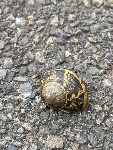 Garden Snail