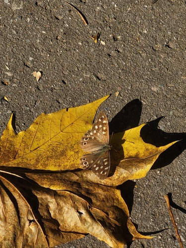 Speckled Wood