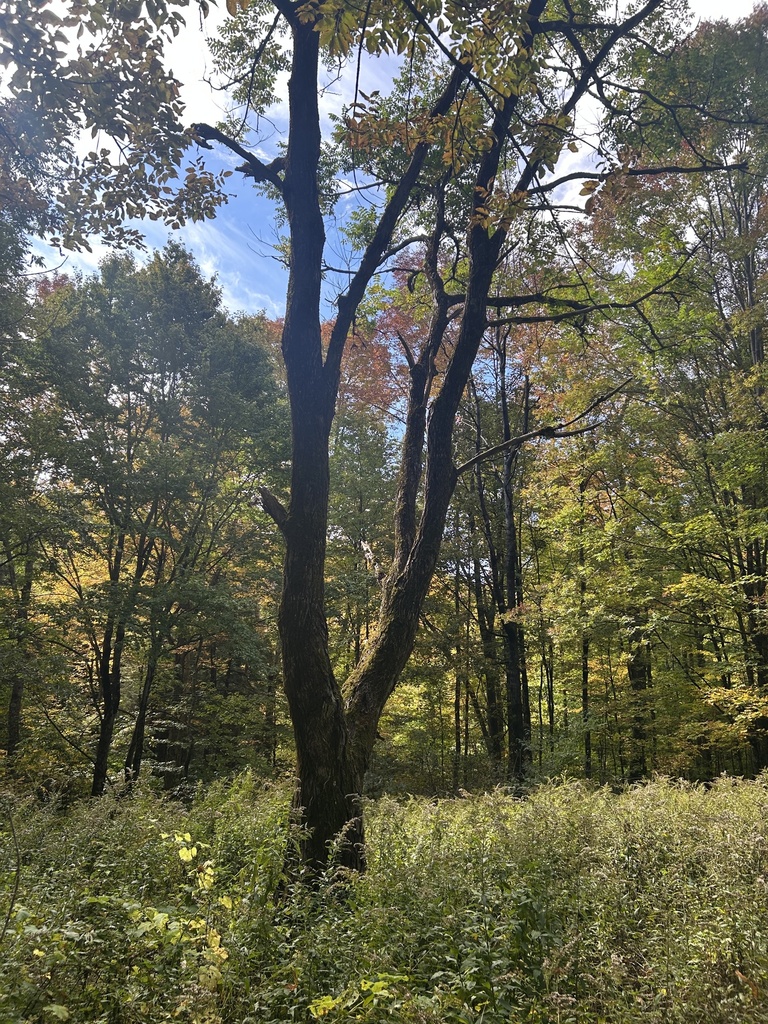 A clearing in hardwood forest, mostly still green, with the first orange and red crowns showing behind a tall butternut.