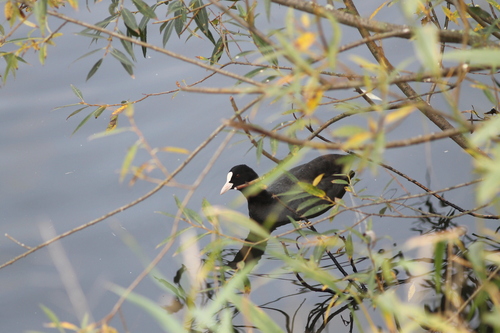Eurasian Coot