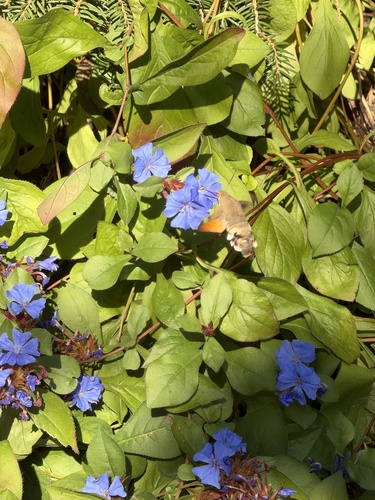 Eurasian Hummingbird Hawkmoth
