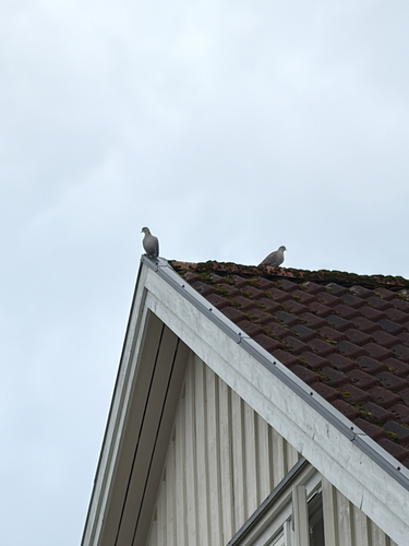 Eurasian Collared-Dove