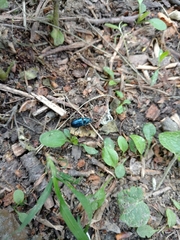 Platycerus