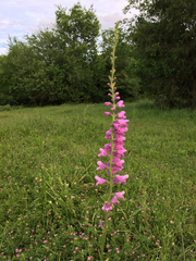 Physostegia pulchella