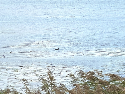 Eurasian Coot
