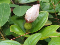 Melastoma dodecandrum