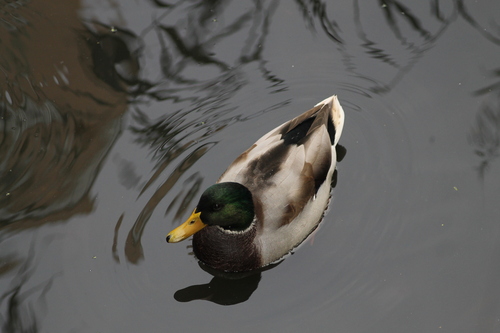 Mallard