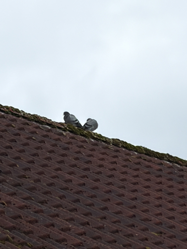 Feral Pigeon