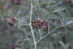 Hosackia crassifolia