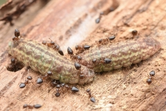 Crematogaster matsumurai