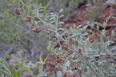 Hosackia crassifolia