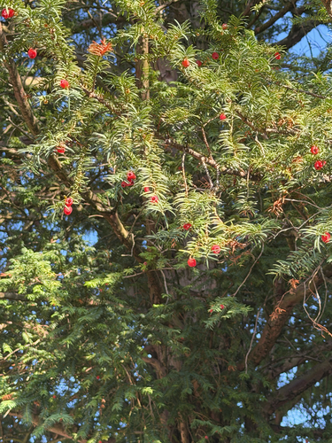 common yew