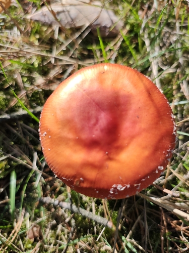 Fly Agaric