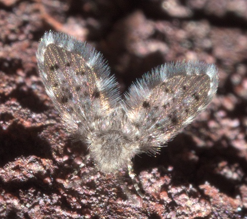 Paramormia corniculata
