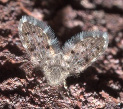 Paramormia corniculata