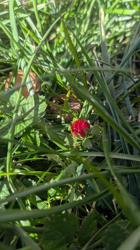 mock strawberry