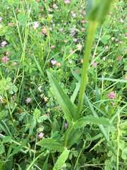 Physostegia pulchella