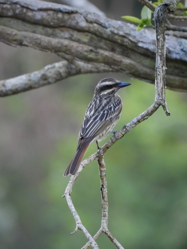 Streaked Flycatcher