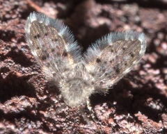 Paramormia corniculata