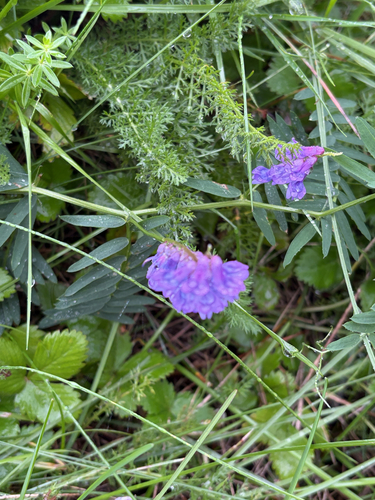 tufted vetch