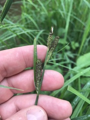 Carex emoryi