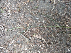 Festuca heterophylla