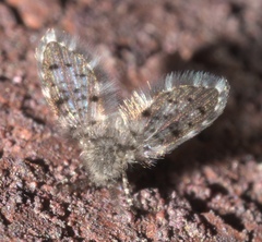 Paramormia corniculata