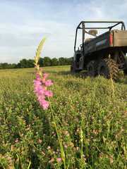 Physostegia pulchella