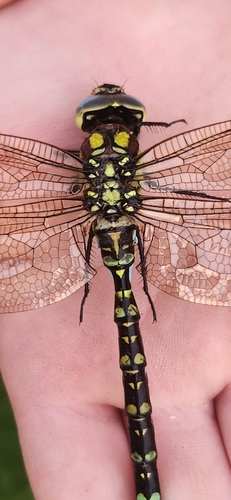 Southern Hawker