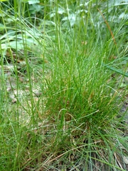 Festuca heterophylla