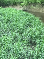 Carex emoryi