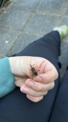 Western Conifer Seed Bug