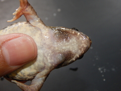 Fejervarya cancrivora