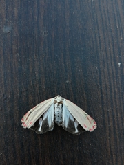 Utetheisa ornatrix