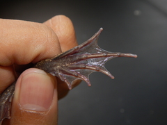 Fejervarya cancrivora