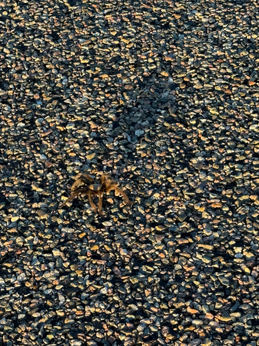Texas Brown Tarantula