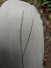 Festuca heterophylla