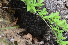 Polyrhachis lamellidens