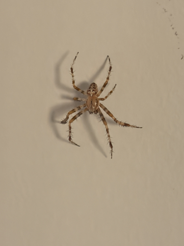 Cross Orbweaver