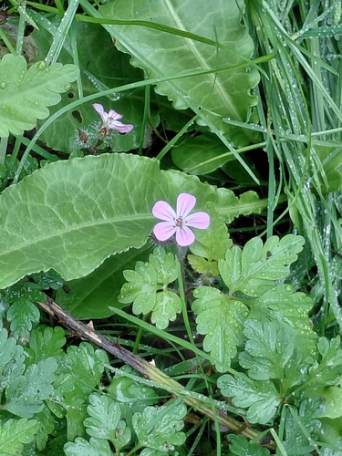 Herb Robert