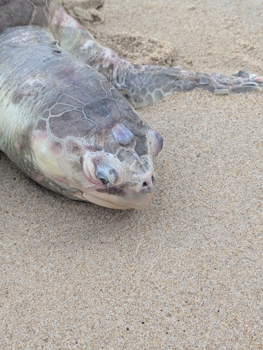 Kemp's Ridley Sea Turtle observed by the_little_elephant