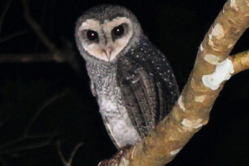 Tyto tenebricosa, 2026-10-05