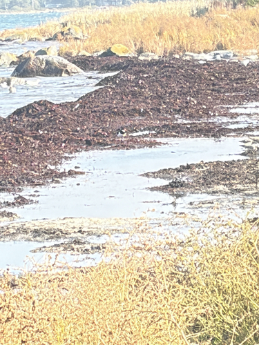 Eurasian Oystercatcher