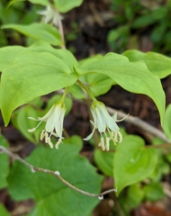 Prosartes trachycarpa