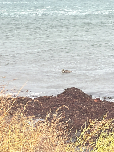 Common Eider