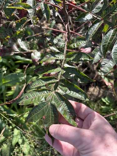shining sumac