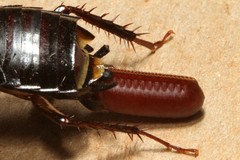 Pseudoderopeltis
